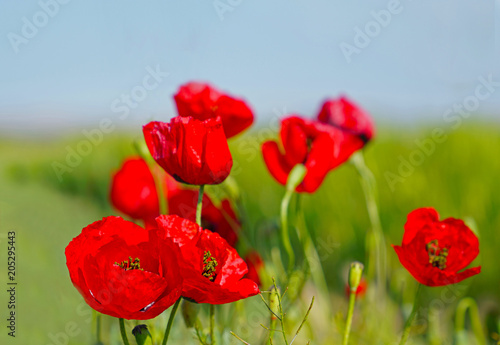 Selective focus of red poppies flowers blossom on wild field
