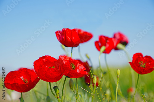 Selective focus of red poppies flowers blossom on wild field