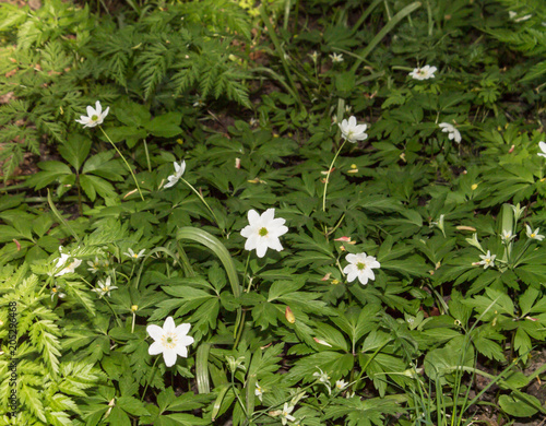 germander. small white flowers in green foliage