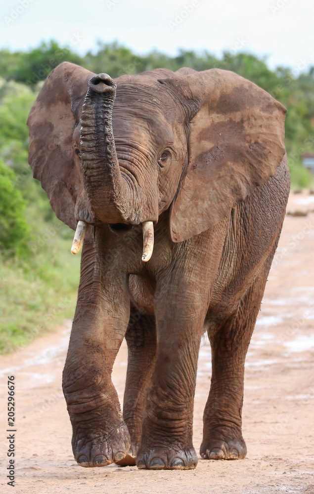 Fototapeta premium African Elephant with Raised Trunk