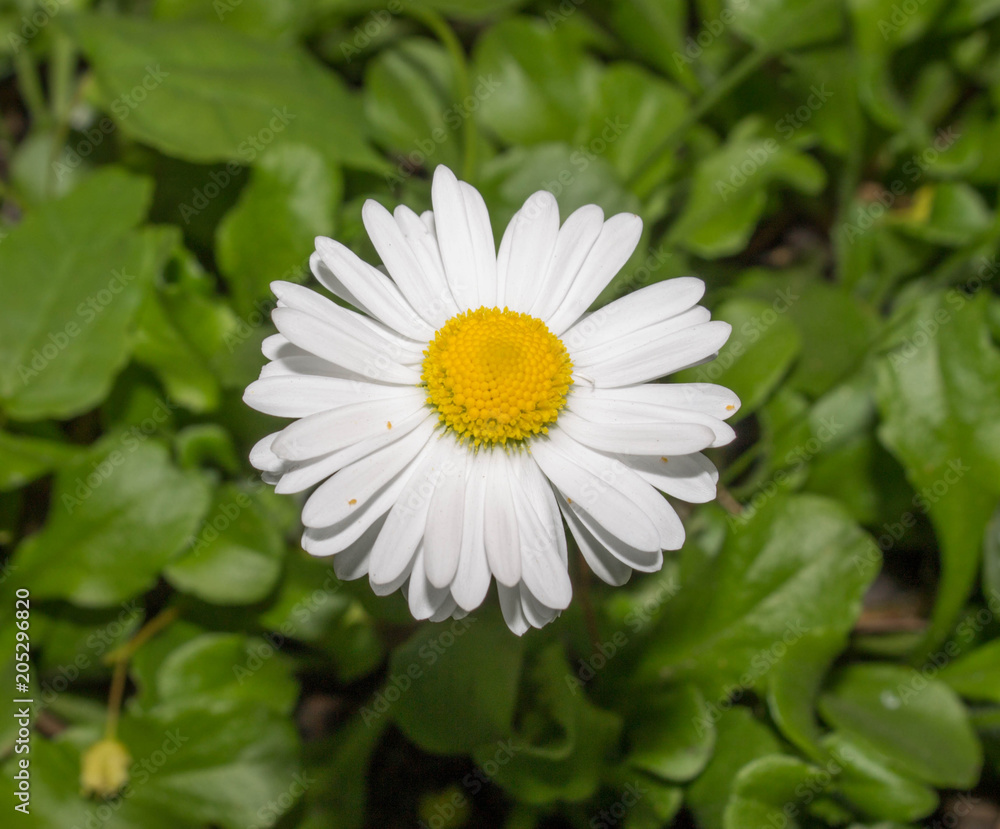 Fototapeta premium chamomile. small white flowers with a yellow middle on green background