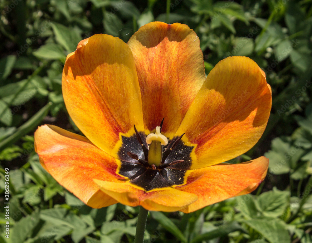 flower of orange tulips on green grass macro