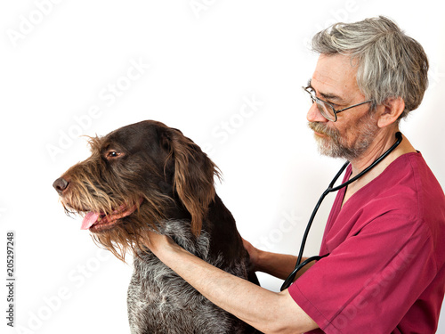 Dog breed german wirehaired pointer drathaar examines veterinary doctor