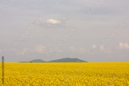 blooming yellow rapeseed field photo