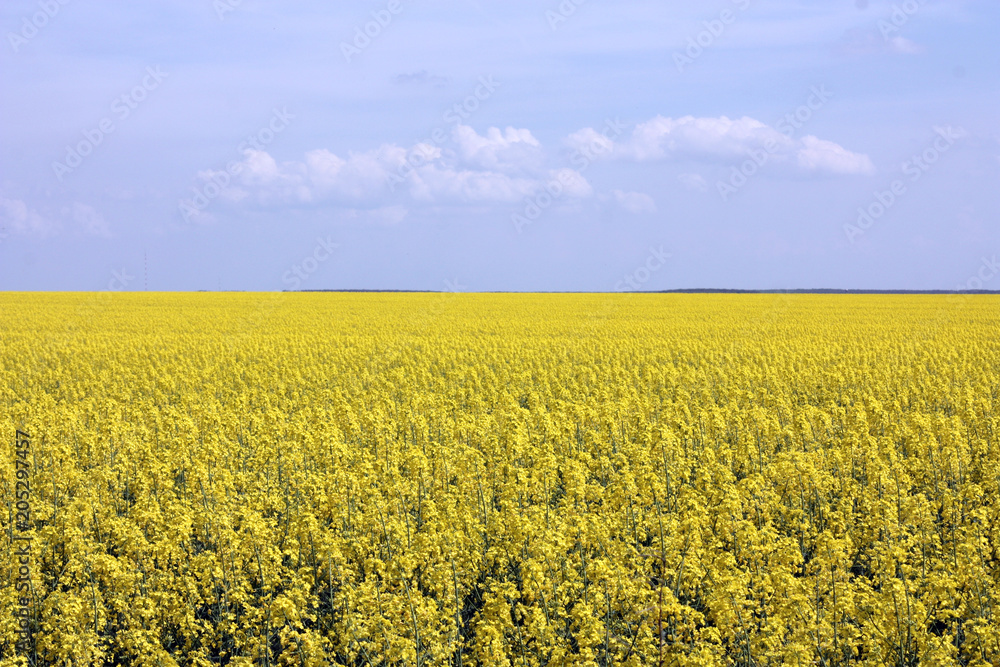 Obraz premium blooming yellow rapeseed field