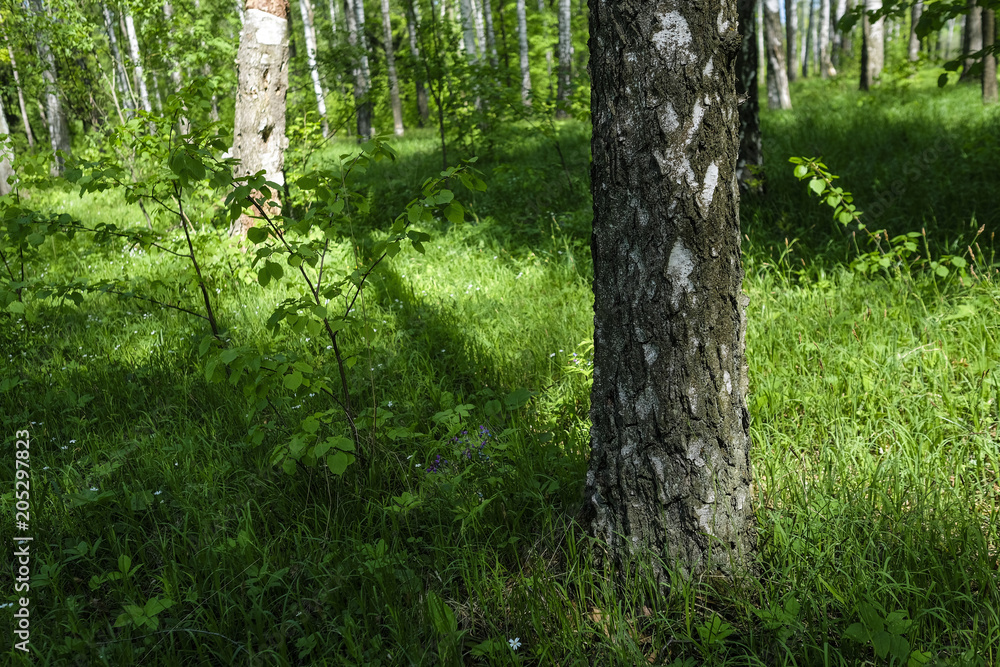 Fototapeta premium Landscape with the image of a summer forest
