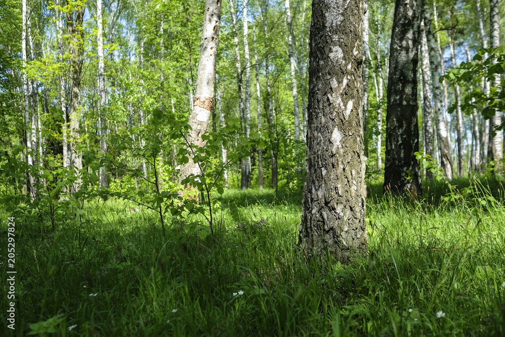 Fototapeta premium Landscape with the image of a summer forest