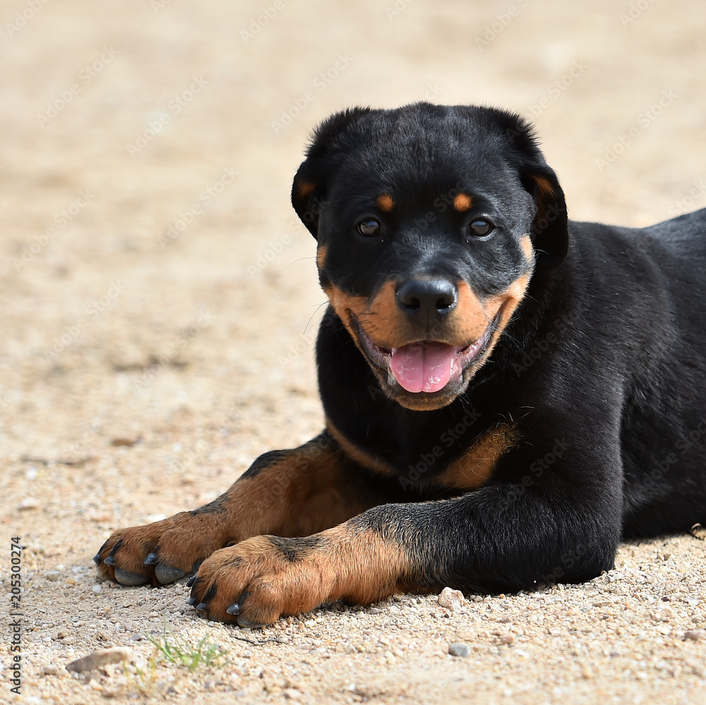 rottweiler rottweiler