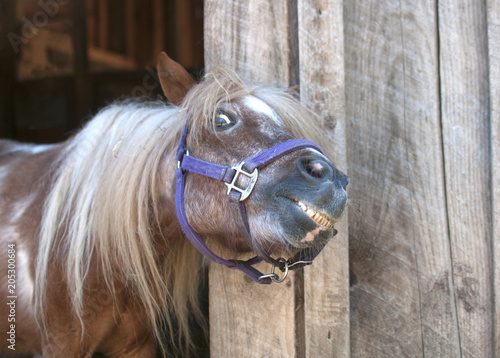 Fotografie Mini Horse Smiling