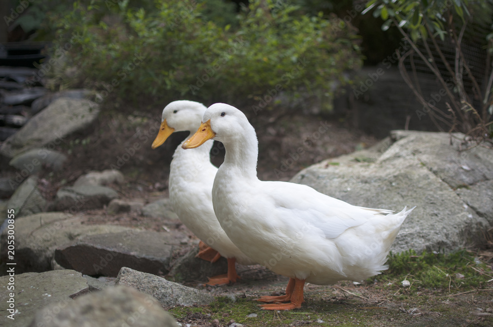 Two Ducks