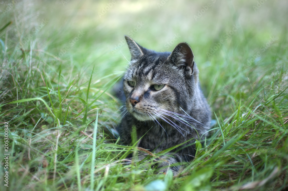 Cat in Grass Cat in Grass