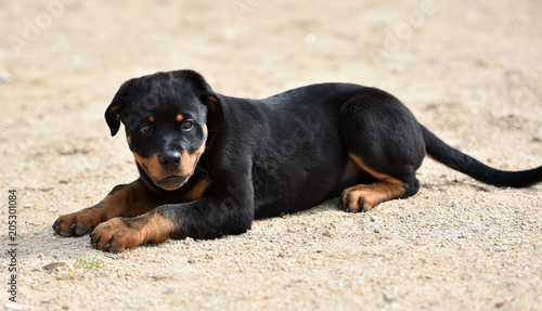 rottweiler