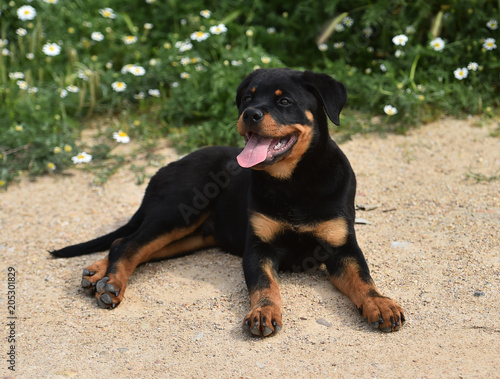 rottweiler