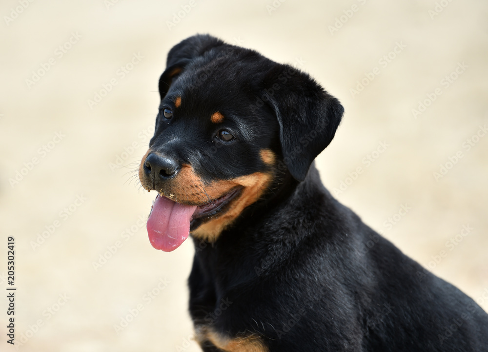 rottweiler rottweiler