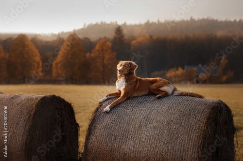 The dog lies on a haystack. Pet on the nature. Nova Scotia Duck Tolling Retriever in nature. Toller. The dog rests