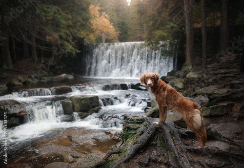 A dog by the waterfall. Pet on the nature by the water, Healthy lifestyle. Traveling with the pet. Nova Scotia Duck Tolling Retriever, tolller.