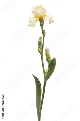 Foto Yellow flower of iris, isolated on white background