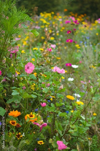 Wildblumenwiese photo