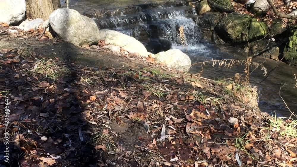 Cockapoo dog standing next to a cascade and walk away Cockapoo dog standing next to a cascade and walk away