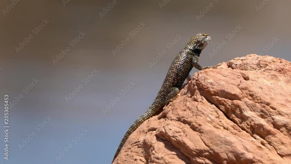 Desert Spiny lizard sitting on rock sunning itself in the Utah desert. Desert Spiny lizard sitting on rock sunning itself in the Utah desert.