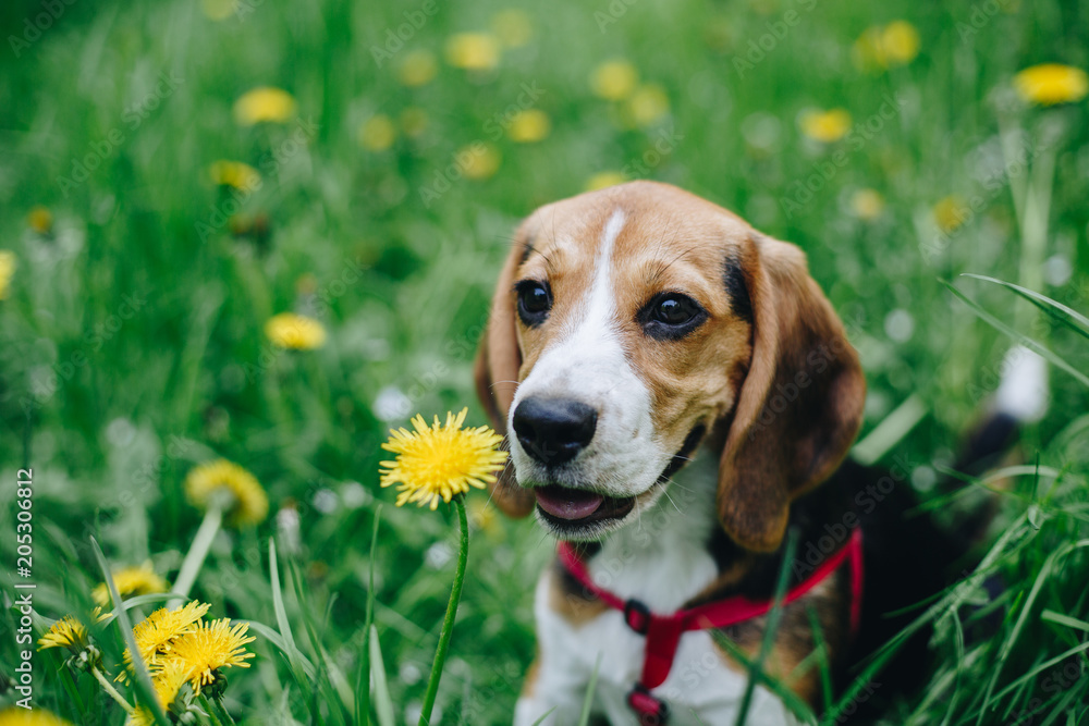 Pretty little beagle dog sitting in the green grass and sniffing yellow flower. Outdoors, park, summer Pretty little beagle dog sitting in the green grass and sniffing yellow flower. Outdoors, park, summer