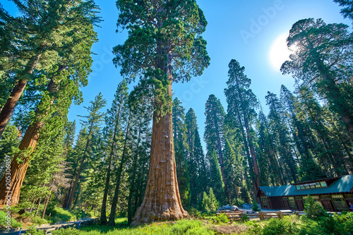 Giant Sequoia Trees In Sequoia National Park California USA in the vicinity of the Museum and Visitors Center photo