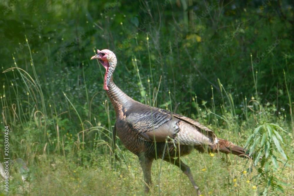 Obraz premium Single Turkey