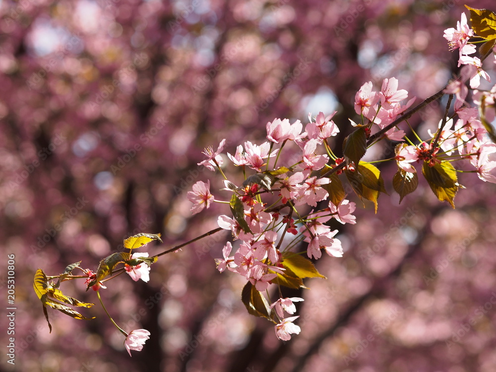 Cherry blossom trees at the Roihuvuoren Kirsikkapuisto in Helsinki, Finland Cherry blossom trees at the Roihuvuoren Kirsikkapuisto in Helsinki, Finland