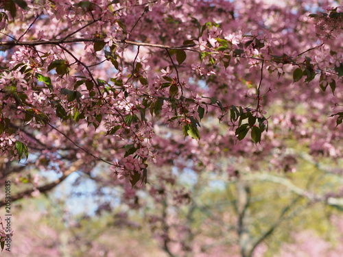 Cherry blossom trees at the Roihuvuoren Kirsikkapuisto in Helsinki  Finland