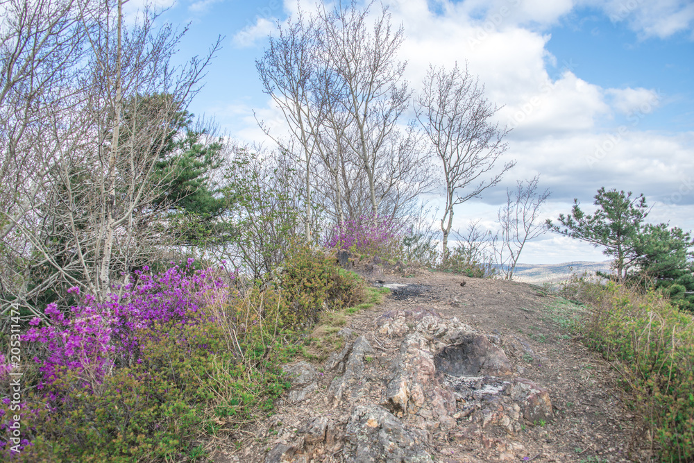 Mountain landscape with a single tree growing on bare stones at the top of the rock Mountain landscape with a single tree growing on bare stones at the top of the rock