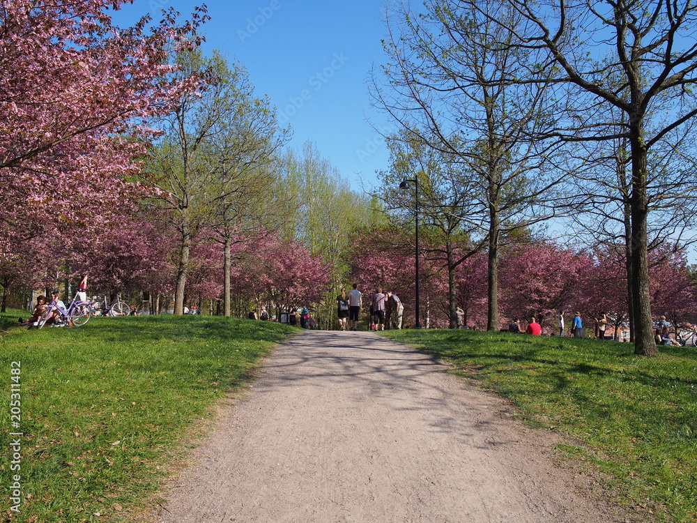 Cherry blossom trees at the Roihuvuoren Kirsikkapuisto in Helsinki, Finland Cherry blossom trees at the Roihuvuoren Kirsikkapuisto in Helsinki, Finland