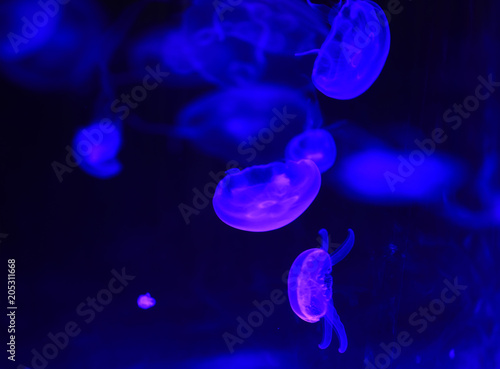 The beautiful jellyfish