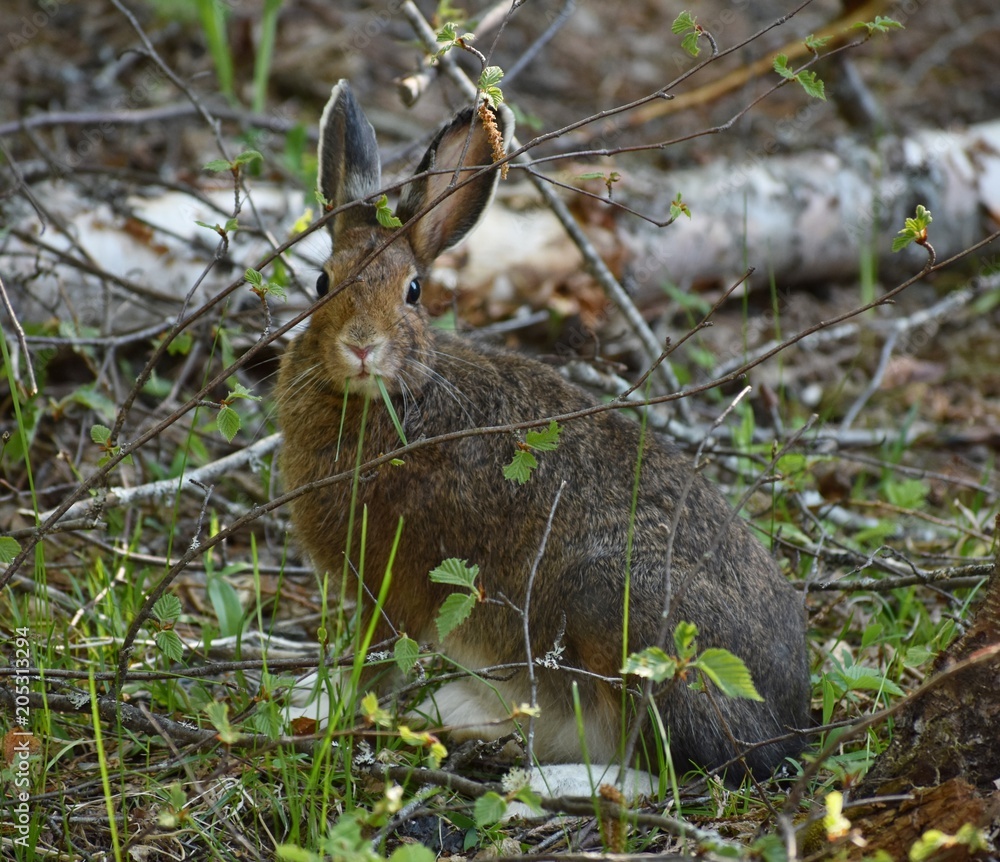 Fototapeta premium Rabbit hiding in the woods