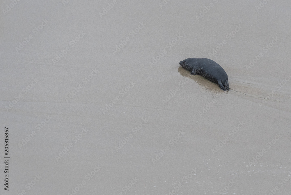 Fototapeta premium Pojedyncza foczka na pustej plaży