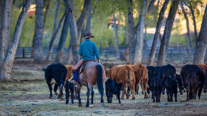 APRIL 22, 2017, RIDGWAY COLORADO: Cowboy herds cattle on Centennial Ranch, Ridgway, Colorado - a cattle ranch owned by Vince Kotny featuring Angus/Hereford Cross breed