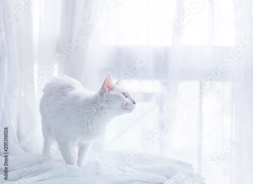 white cat 