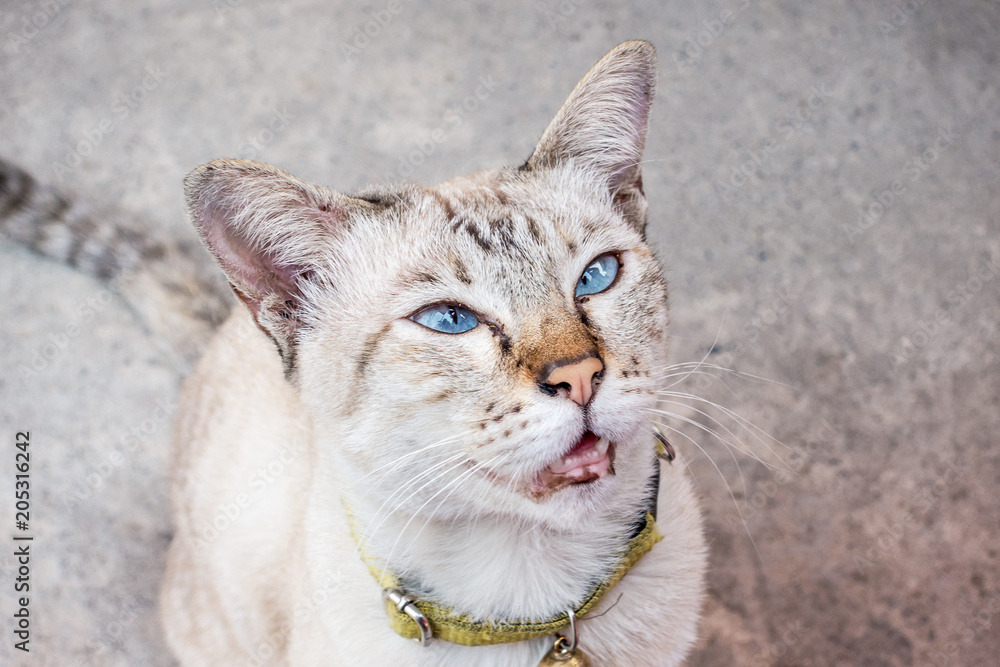Young cat looking curious into the camera, top view of cat. Young cat looking curious into the camera, top view of cat.