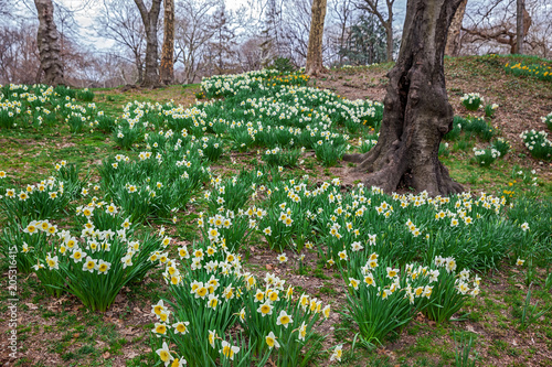 Fototapeta Naklejka Na Ścianę i Meble -  lower meadow in the park