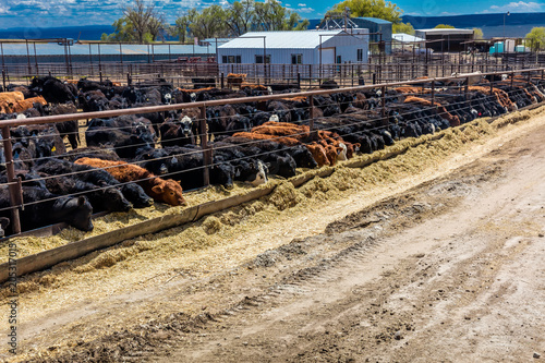 Cattle - Hereford eating hay in cattle feedlot, La Salle, Utah