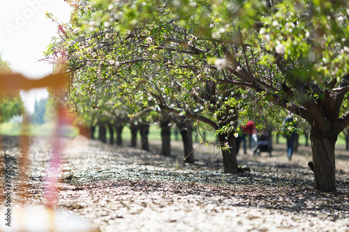 Almond Orchard with bare trees in Winter photo