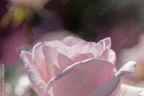 Light purple roses in spring