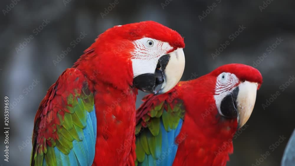 Pair of Red and Green Macaws in the Wild Pair of Red and Green Macaws in the Wild