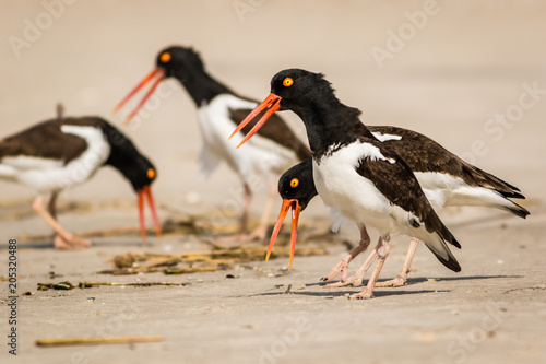 American Oystercatchers (Haematopus palliatus) in action as they forage on the the beach on a sunny morning in Cape May, NJ