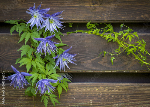 Beautiful lilac clematis flower Flowering blue clematis in the garden.