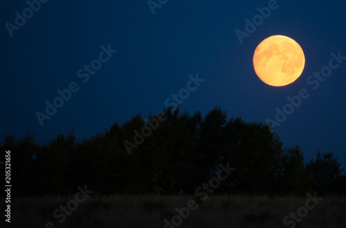 Lush round moon and the stars in the sky over the treetops at night