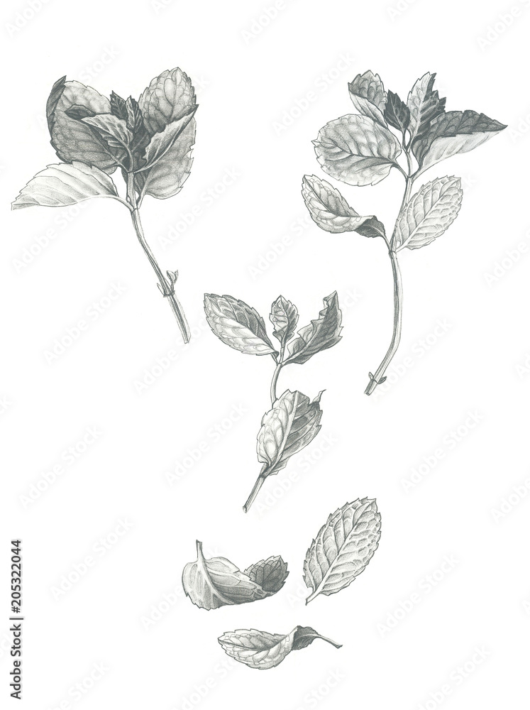 Set of Mint Stems, Branches and Leaves Black & White Pencil Drawing
