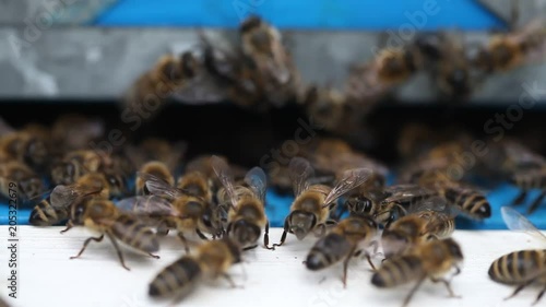 Hives in an apiary