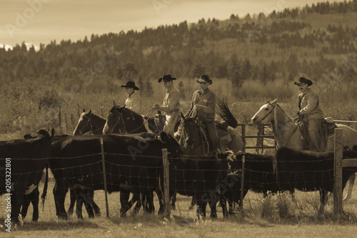 Cowboys on Cattle Drive Gather Angus Hereford cross cows and calves  San Juan Mountains  Colorado