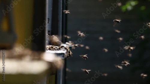 Hives in an apiary
