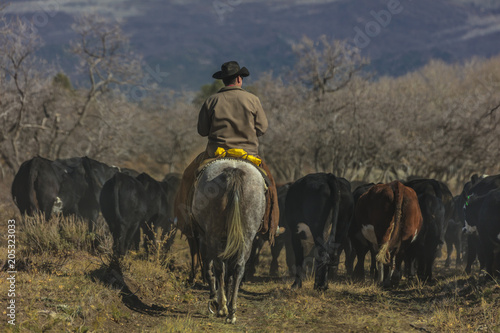 Cowboys on Cattle Drive Gather Angus/Hereford cross cows and calves, San Juan Mountains, Colorado © spiritofamerica